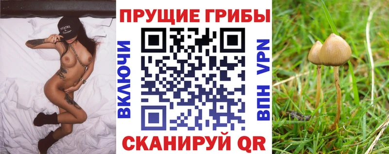закладка  Ужур  Псилоцибиновые грибы Psilocybe 
